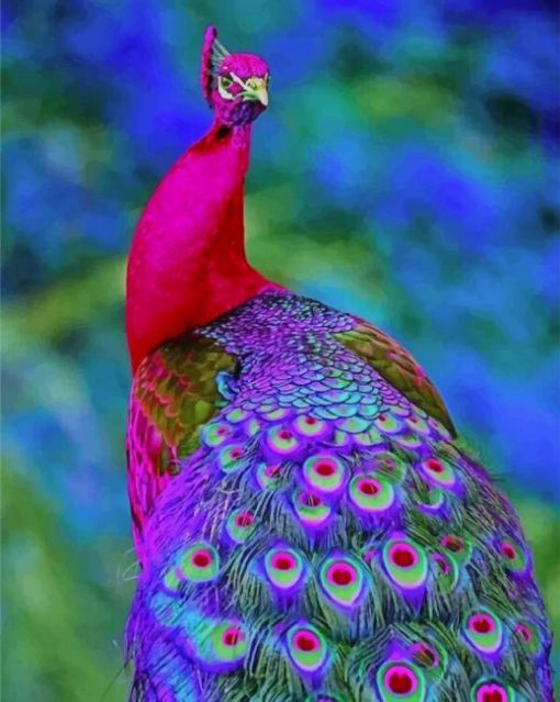 Peacock Bird paint by numbers