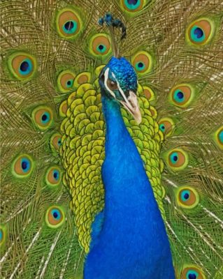 Peacock paint By Numbers