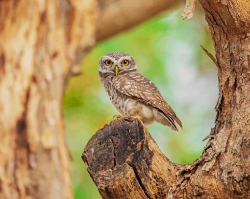 spotted owlet paint by numbers