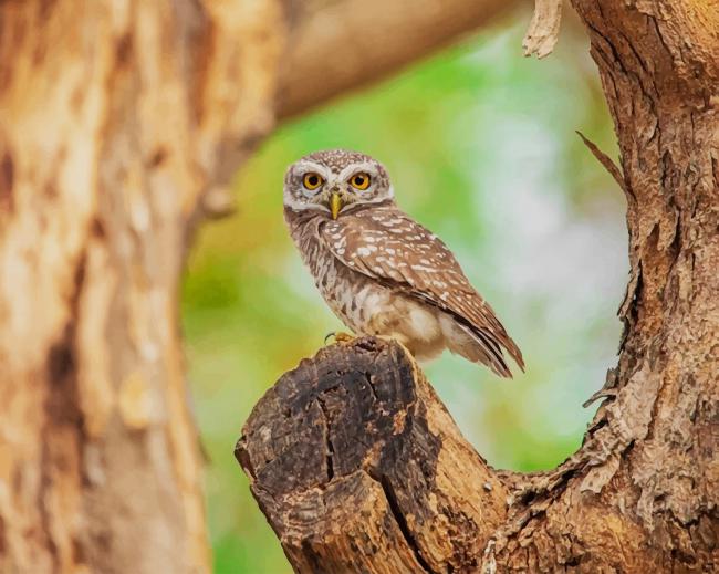 spotted owlet paint by numbers