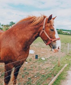 Stallion Horse paint by numbers