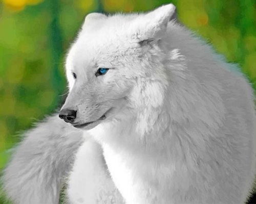 White Cute Wolf  NEW Paint By Numbers