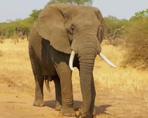 African Elephant paint by numbers