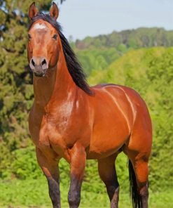 American Quarter Horse paint by numbers