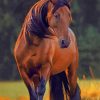 American Quarter Horse paint by numbers