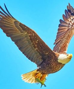 American Bald Eagle Flying Paint By numbers