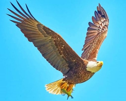 American Bald Eagle Flying Paint By numbers