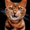 Angry Cat paint by numbers