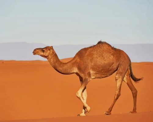 Arabian camel paint by number