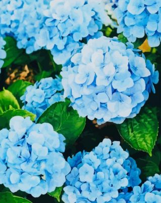 Beautiful Hydrangea paint by number