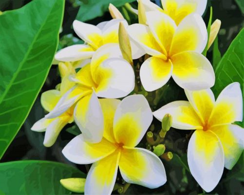 Beautiful White and Yellow Flowers paint by numbers