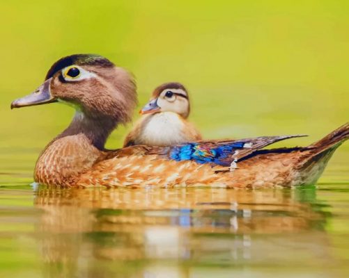 Beautiful Ducks paint by number