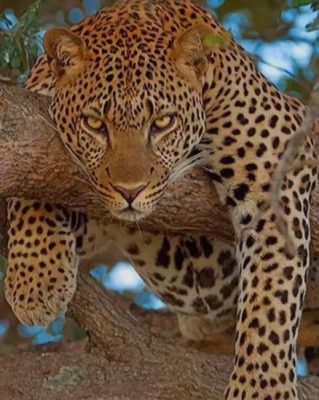 Big Cat paint by numbers