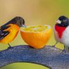 Birds Eating Orange paint by numbers