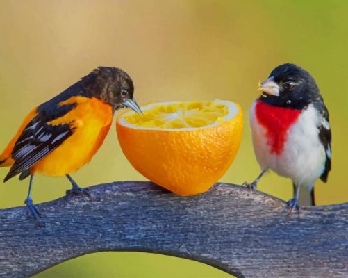 Birds Eating Orange paint by numbers