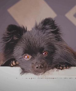 Black Pomeranian paint by numbers