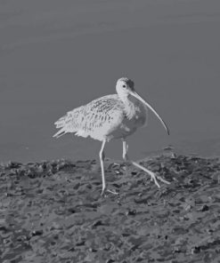 Black And White Snowy Egret paint by number