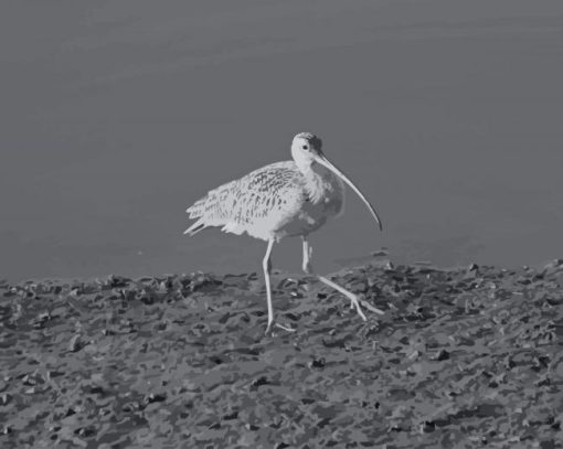 Black And White Snowy Egret paint by number