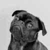 Black And White Pug paint by numbers