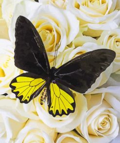 Black And Yellow Butterfly paint by numbers