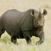 Black Rhinoceros Animal paint by numbers