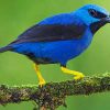 Blue And Black Bird paint by numbers