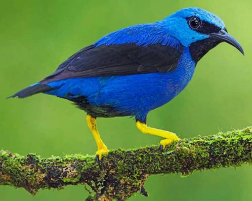 Blue And Black Bird paint by numbers