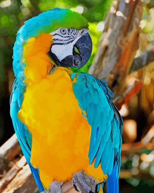 Blue and Yellow Macaw paint by numbers