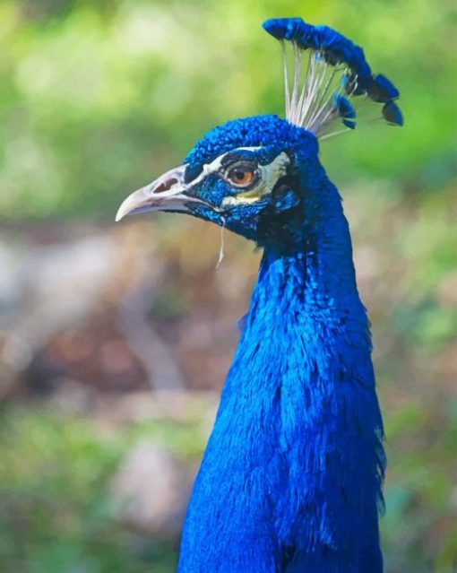 Blue peafowl paint by number