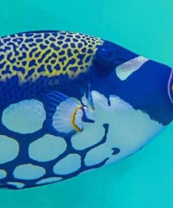 Blue White Tang Fish paint by number