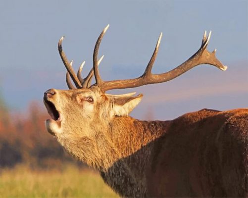 Bolving Stag Portrait paint by numbers