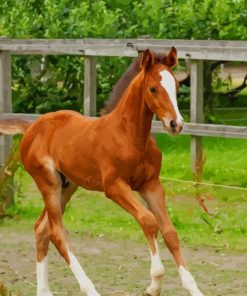 Brown Horse paint by numbers