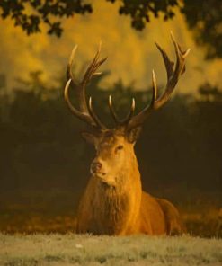 Brown Elk paint by numbers