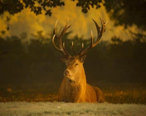 Brown Elk paint by numbers