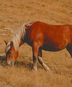 Brown Horse paint by numbers