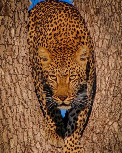 Brown Jaguar paint by numbers