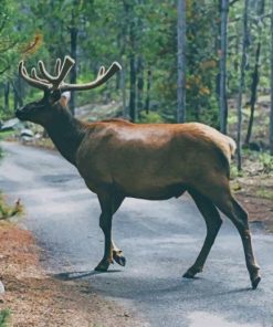 Bul elk paint by numbers