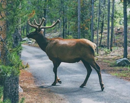 Bul elk paint by numbers