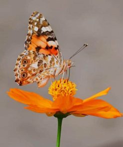 Butterfly on orange flower paint by numbers