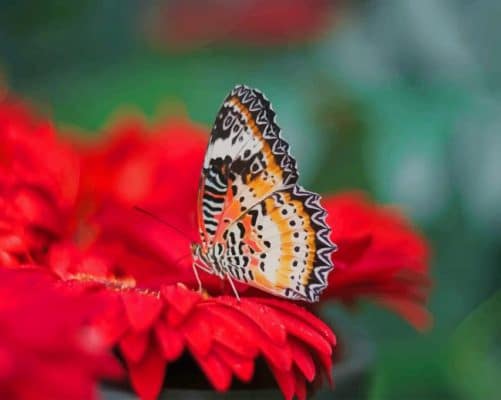 Butterfly on red flower paint by number