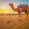 Camel in desert paint by numbers