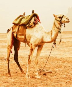 camel standing on desert morroco paiting by numbers