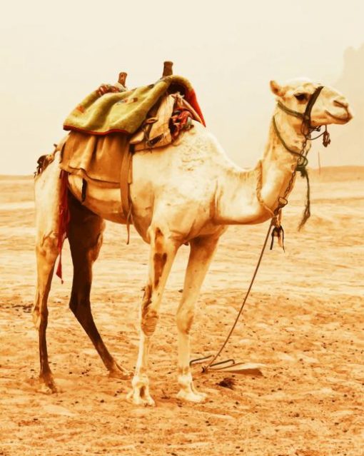 camel standing on desert morroco paiting by numbers