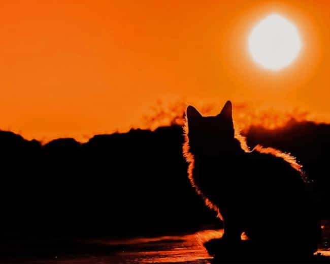 Cat an sunset paint by number