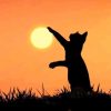 Cat Silhouette paint by numbers