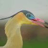 Close Up Seabird paint by numbers