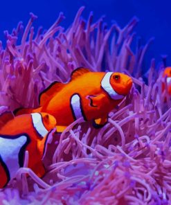 Clownfish paint by numbers