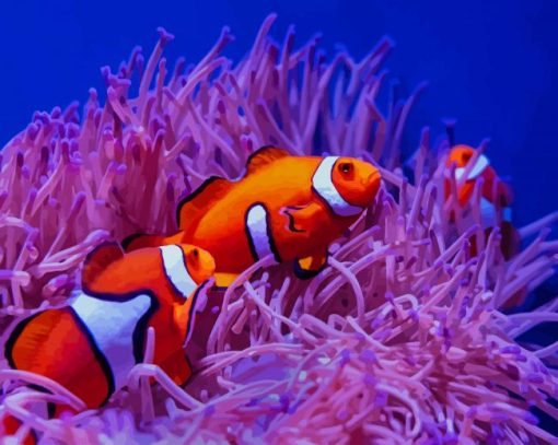 Clownfish paint by numbers