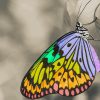 Colorful Butterfly paint by numbers