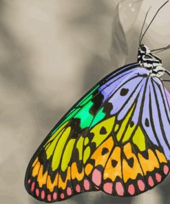 Colorful Butterfly paint by numbers